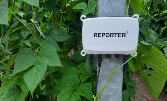 De Bossen measures soil moisture for a bountiful pole bean harvest