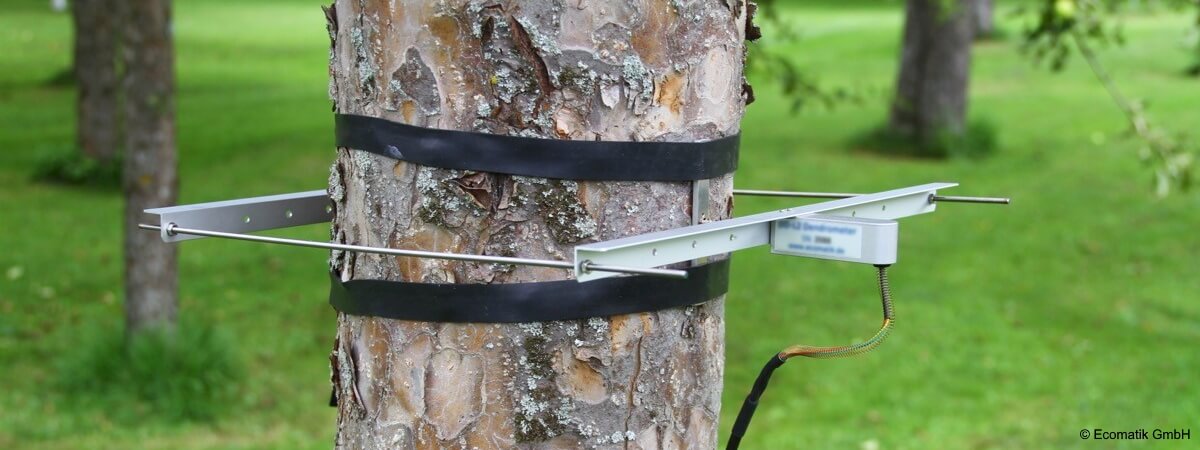 Innovative tree monitoring: Ecomatik dendrometer integrated with Reporter